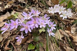 オオミスミソウ