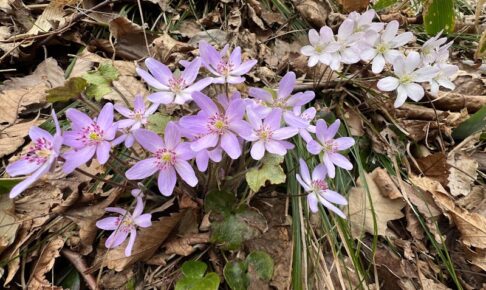 オオミスミソウ