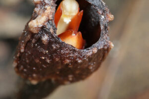 ツボミヤツシロラン