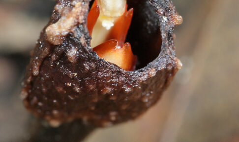 ツボミヤツシロラン