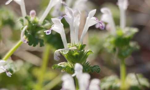 ホトケノザ白花