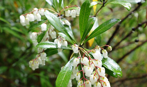 リュウキュウアセビ