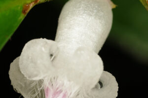 リュウキュウルリミノキ