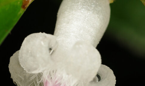 リュウキュウルリミノキ