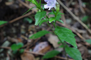 オキナワスズムシソウ