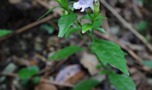 オキナワスズムシソウ