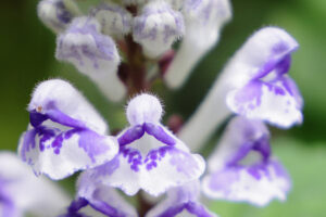 アカボシタツナミソウ