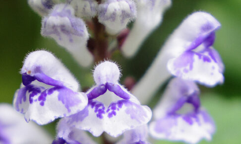 アカボシタツナミソウ