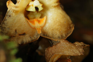 ナンゴクヤツシロラン