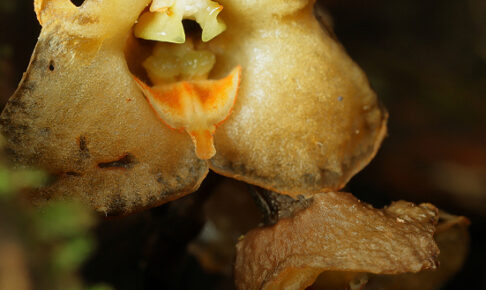 ナンゴクヤツシロラン