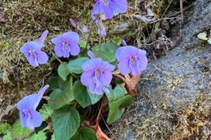 ナガハシスミレ