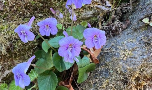 ナガハシスミレ