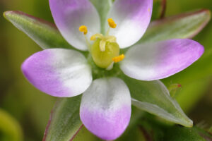 ウシオツメクサ