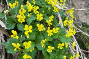 オオバキスミレ