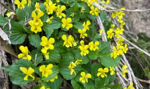 オオバキスミレ