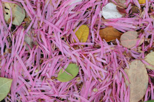 ベニバナトキワマンサク