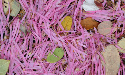 ベニバナトキワマンサク