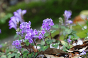 コバノタツナミ