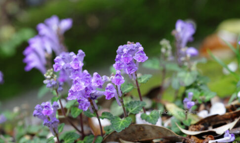 コバノタツナミ