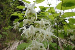 キバナイカリソウ