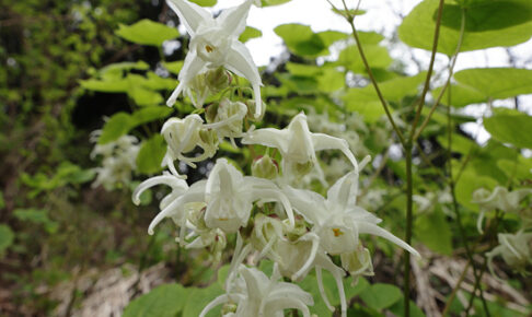 キバナイカリソウ