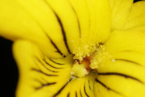 オオバキスミレ