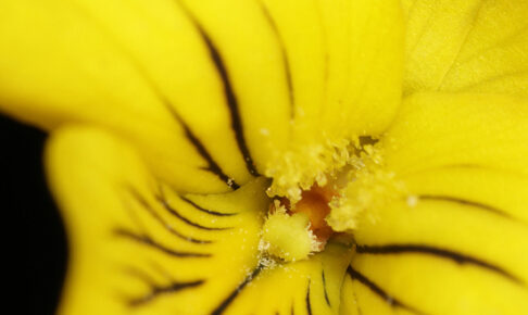 オオバキスミレ