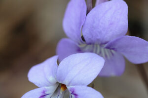 アワガタケスミレ